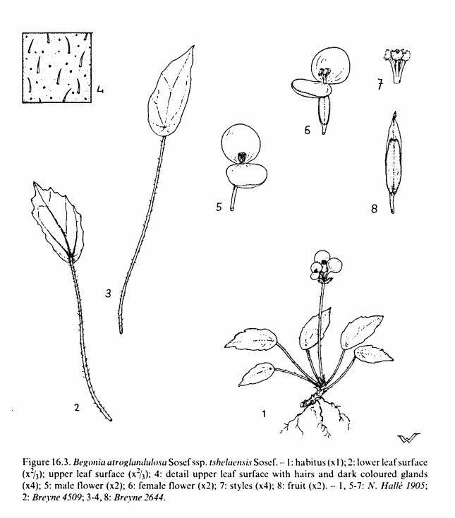 B. atroglandulosa ssp. tshelaensis